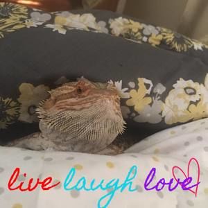 Meet your Posher, Dorothy